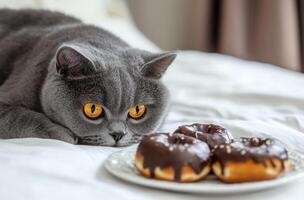 Grey Cat Eyes Chocolate Donuts Bed photo
