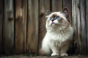 Ragdoll Kitten Gazing Upwards Near Wooden Fence photo
