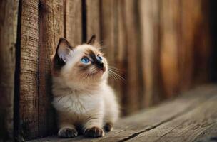 Adorable Ragdoll Kitten Posing Near Wooden Fence photo