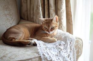 A ginger cat rests on a beige armchair photo