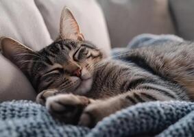 A tabby cat peacefully sleeps nestled in a soft blanket photo