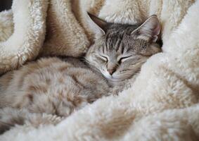 A tabby kitten sleeps soundly nestled in a fluffy blanket photo