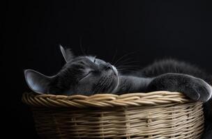 Gray Cat Sleeping Peacefully In A Wicker Basket photo