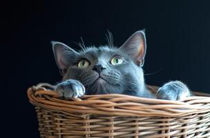 Gray Cat Peeking From Wicker Basket photo