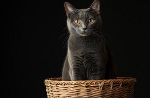 Grey Cat Sitting Inside A Wicker Basket photo