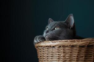 Grey Cat Resting Inside Woven Basket photo