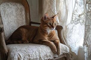 Ginger Cat Resting On Antique Chair Near Window photo