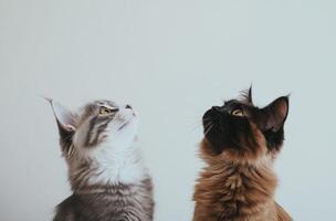 Two Adorable Kittens Look Upwards Together photo