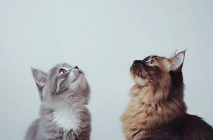 Two Adorable Kittens Looking Upwards Together photo