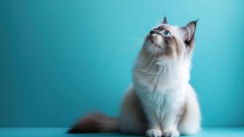 A fluffy Ragdoll kitten gazes upward against a teal background photo