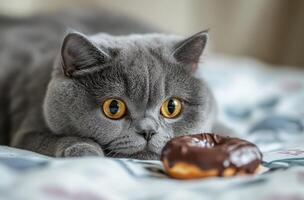 Grey British Shorthair Cat Eyes Donut photo
