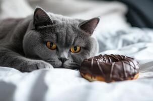 Gray Cat Gazing Longingly at Chocolate Donut photo