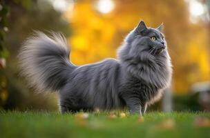 Grey Longhaired Cat Standing in Autumn Grass photo