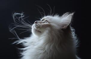 Fluffy White Cat Gazing Upwards Serene Dark Background photo