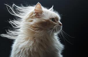 A Fluffy White Cat With Windblown Fur photo