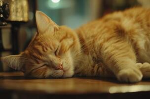 Orange Tabby Cat Sleeping Peacefully On A Table photo