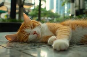Orange And White Cat Sleeping Peacefully Outdoors photo