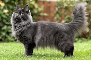 Majestic Gray Maine Cat Standing in Grass photo