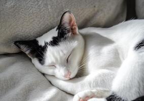 A tuxedo cat peacefully sleeps curled on a soft cushion photo