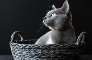 Gray Cat Rests Inside Dark Woven Basket photo