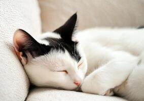 A tuxedo cat peacefully sleeps on a soft beige surface photo