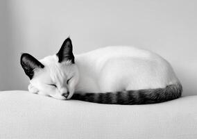 A White Kitten Sleeping Peacefully On A Soft Cushion photo