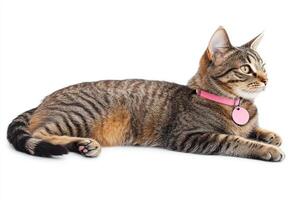 Tabby Cat Lying Down Wearing Pink Collar photo