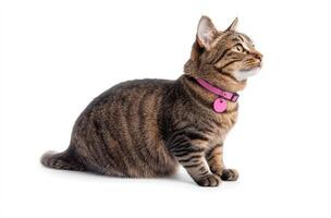 Tabby Cat Wearing Pink Collar Sitting Isolated photo