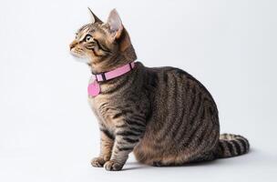 Tabby Cat Sitting Wearing Pink Collar photo