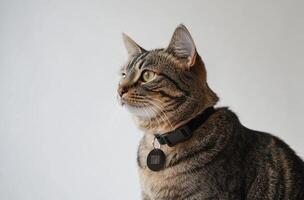 Tabby Cat Wearing A Black Collar And Tag photo