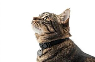 Tabby Cat Looking Upwards Wearing a Collar photo