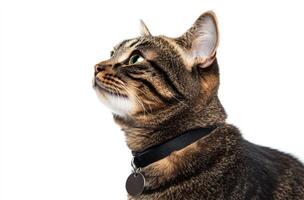Tabby Cat Wearing Collar Looks Upwards photo