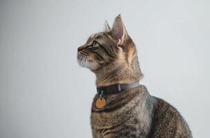 A Tabby Cat Wearing A Collar Looks Upward photo