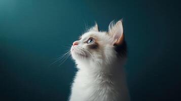 Ragdoll Kitten Gazing Upwards Against Teal Background photo