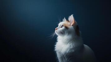 Elegant White Cat Gazing Upwards Against Dark Background photo