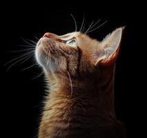 Ginger Cat Looking Upwards Against Dark Background photo