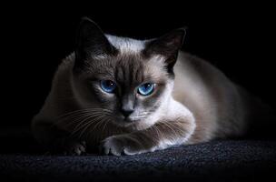 A Siamese cat with striking blue eyes rests calmly photo