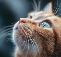 Orange Tabby Cat Looking Upwards Gazing Dreamily photo