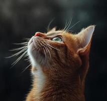 Orange Tabby Cat Gazing Upwards With Green Eyes photo