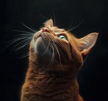 A ginger cat looks upward against a dark background photo