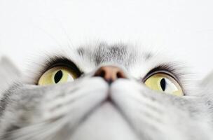 Close up of a cats face and eyes photo
