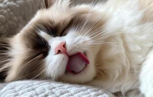 Ragdoll Cat Sleeping Peacefully With Tongue Out photo
