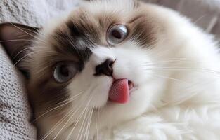 Ragdoll Cat With Tongue Out Showing Blue Eyes photo