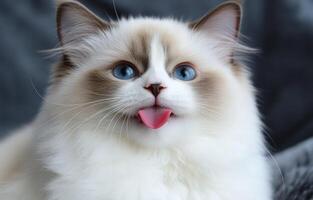 Ragdoll Kitten With Blue Eyes Sticking Out Tongue photo