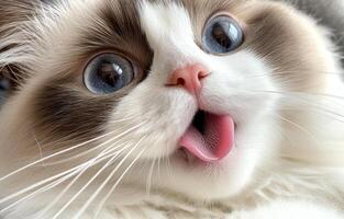 Ragdoll Cat With Big Blue Eyes And Pink Tongue Out photo