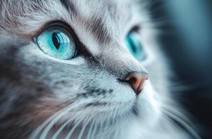 Closeup Portrait Of A Gray Cat With Vivid Blue Eyes photo