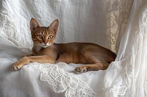 Abyssinian Kitten Resting on Lacy White Fabric photo