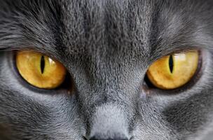 Gray Cat Close Up Showing Bright Yellow Eyes photo