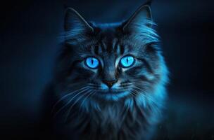 A Majestic Longhaired Cat With Bright Blue Eyes photo