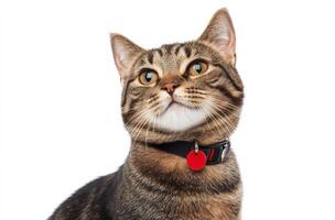 Tabby Cat Wearing A Collar With A Red Tag photo